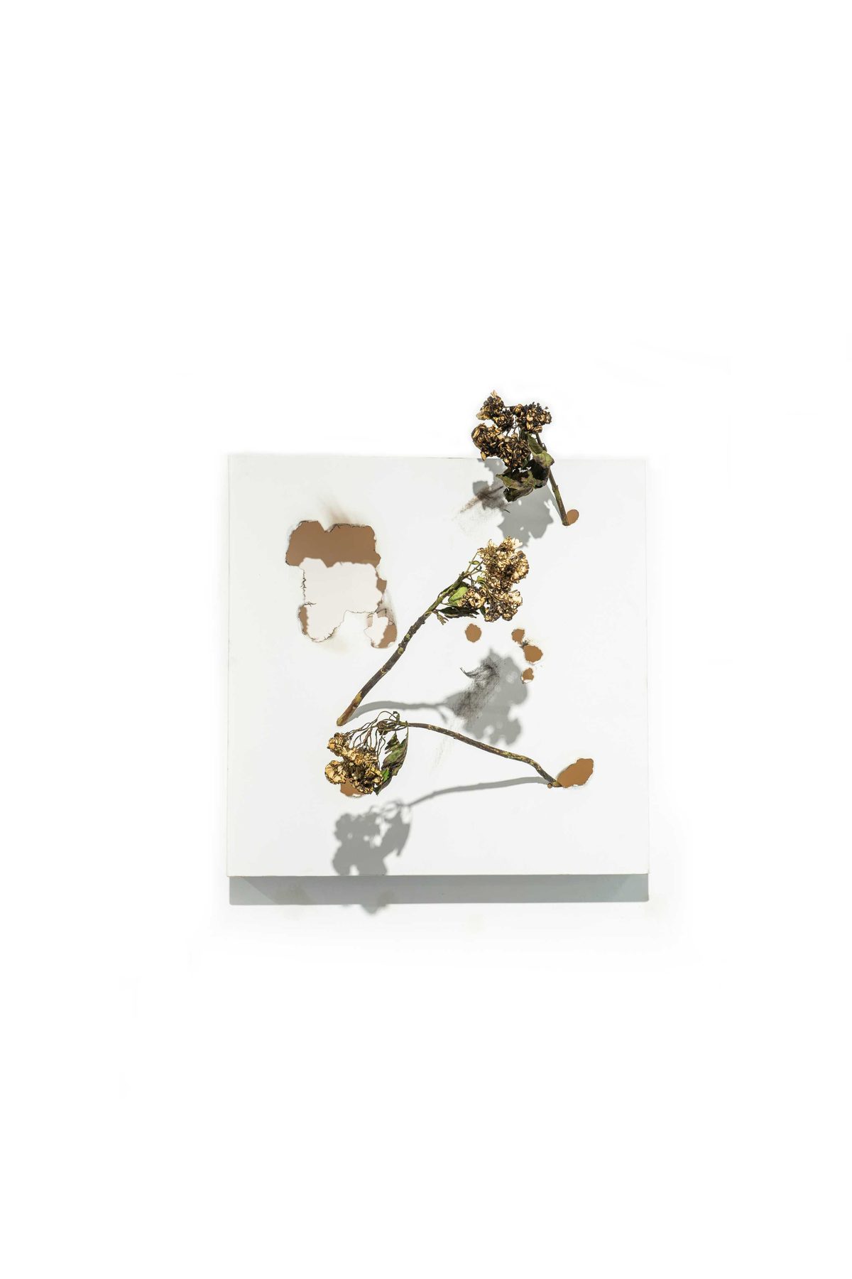 Transition — burned flower on panel